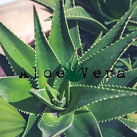 Aloe Vera Shared House Hotel Granadilla De Abona